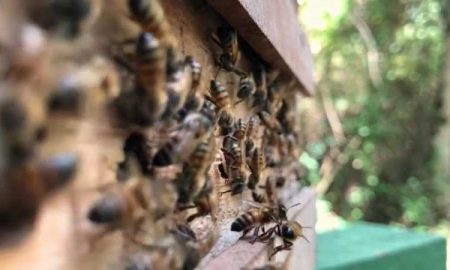 Ouganda : la thérapie au venin d'abeille comme médecine alternative