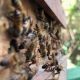 Ouganda : la thérapie au venin d'abeille comme médecine alternative