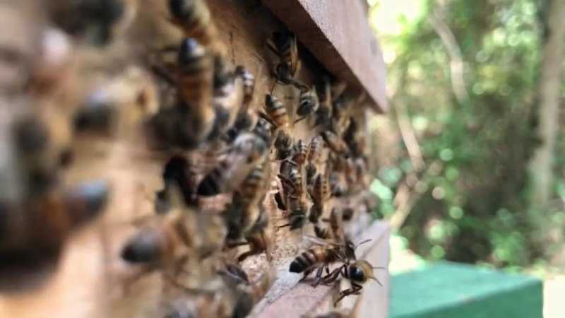 Ouganda : la thérapie au venin d'abeille comme médecine alternative