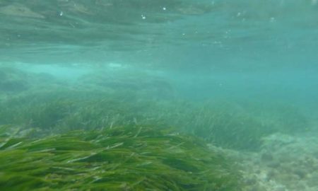 Les algues Posidonia menacées d'extinction sur les côtes tunisiennes