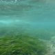 Les algues Posidonia menacées d'extinction sur les côtes tunisiennes