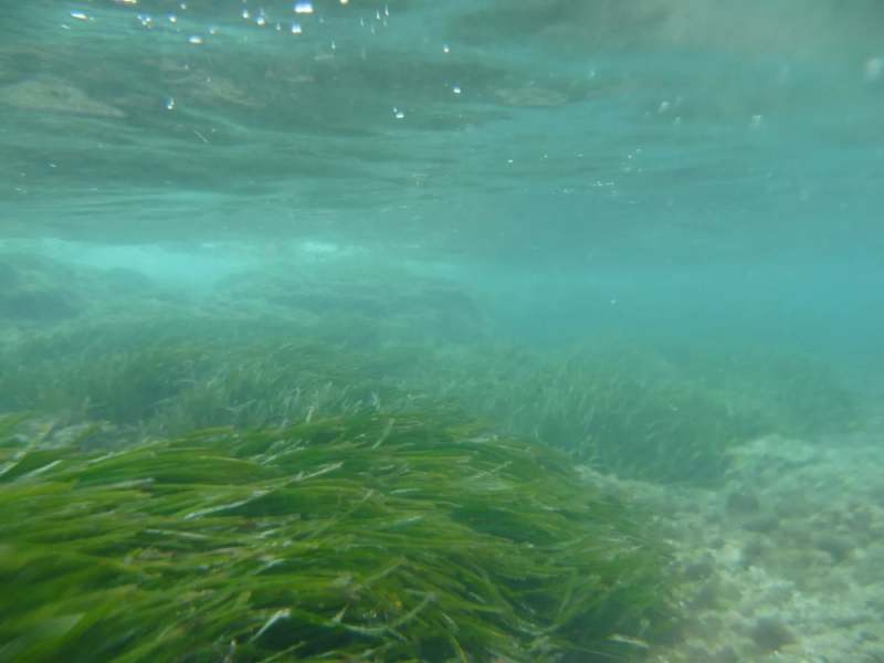 Les algues Posidonia menacées d'extinction sur les côtes tunisiennes
