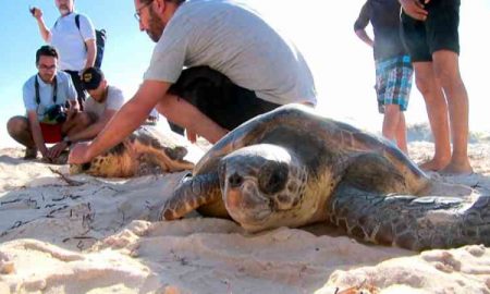 Trois tortues marines d'une espèce protégée relâchées en Tunisie après avoir été secourues