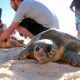 Trois tortues marines d'une espèce protégée relâchées en Tunisie après avoir été secourues