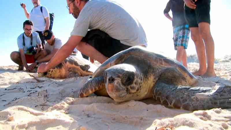 Trois tortues marines d'une espèce protégée relâchées en Tunisie après avoir été secourues