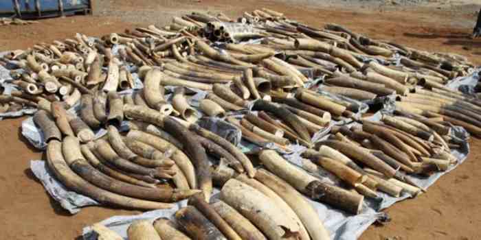Le Zimbabwe lance une conférence internationale pour obtenir l'autorisation de vendre de l'ivoire