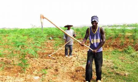 L'agriculture reste peu attrayante pour les jeunes en Afrique, selon des experts