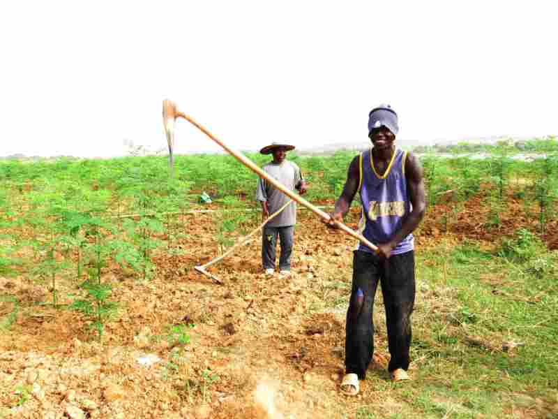 L'agriculture reste peu attrayante pour les jeunes en Afrique, selon des experts