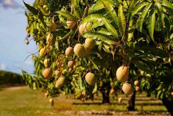 Les producteurs de mangues d'Afrique australe augmentent leurs rendements grâce à des pratiques de lutte intégrée contre les ravageurs