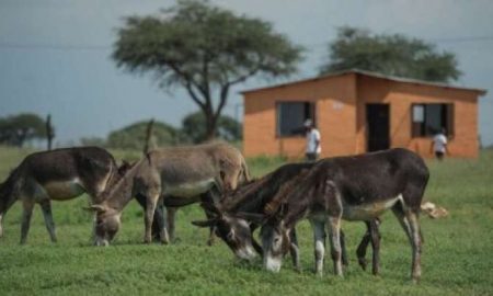 L'Afrique du Sud renforce la protection des ânes contre la contrebande vers la Chine