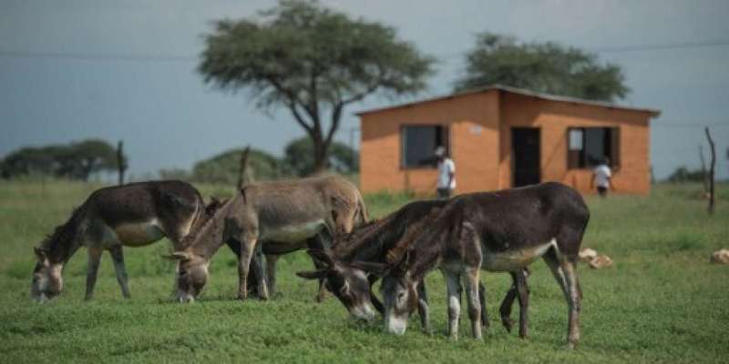 L'Afrique du Sud renforce la protection des ânes contre la contrebande vers la Chine