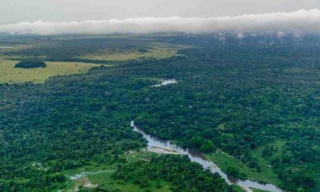 Changement climatique : les « poumons humains » menacés dans le bassin du Congo