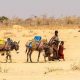 Agences humanitaires : Le spectre de la famine plane sur la Corne de l'Afrique après 4 sécheresses