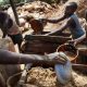 Mettre fin au travail des enfants...Une tâche ardue attend l'Éthiopie avant 2025