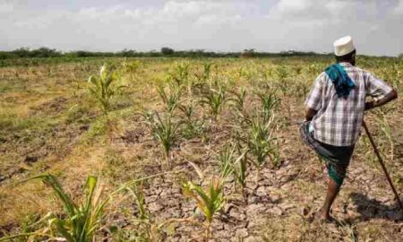 Le conflit, la sécheresse et la diminution de l'aide alimentaire menacent la vie de 20 millions de personnes en Éthiopie