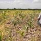 Semences et engrais communautaires : une voie alternative vers la sécurité alimentaire en Afrique