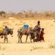 La FAO appelle à une action rapide pour éviter une catastrophe dans la Corne de l'Afrique