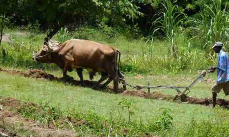 Le FIDA ouvre un bureau régional pour mieux servir les petits agriculteurs d'Afrique orientale et australe