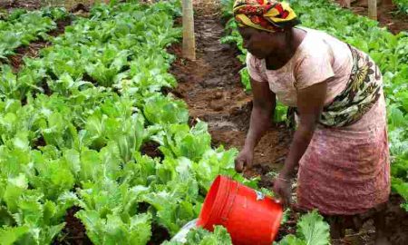 KOICA et l'ITC signent une subvention de 5 millions de dollars pour soutenir les agriculteurs et les entreprises agroalimentaires en Ouganda
