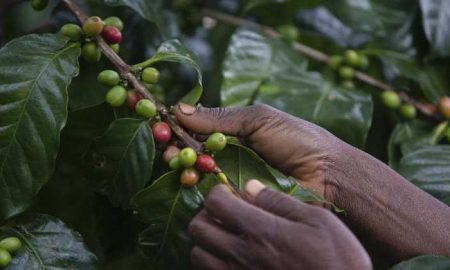 La culture du café sauve les forêts tropicales du Mozambique
