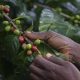 La culture du café sauve les forêts tropicales du Mozambique