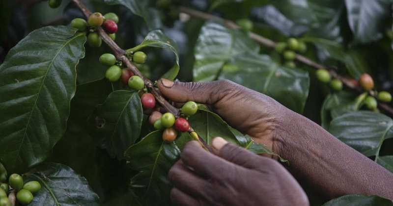 La culture du café sauve les forêts tropicales du Mozambique