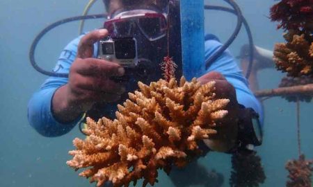 Des plongeurs kenyans restaurent les récifs coralliens de l'océan Indien