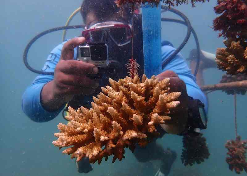 Des plongeurs kenyans restaurent les récifs coralliens de l'océan Indien