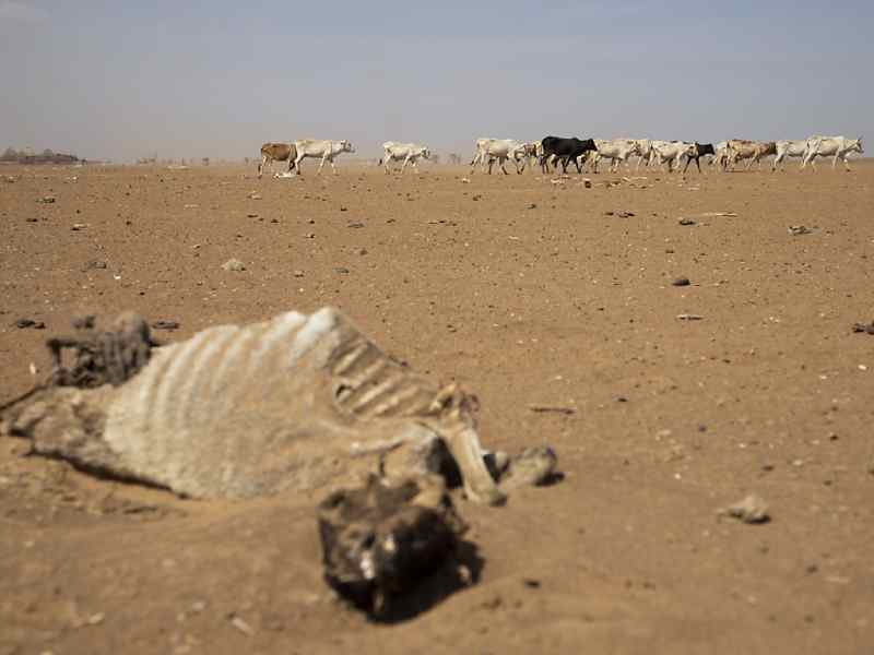 En Somalie, une terrible sécheresse affecte la vie de plus de 7 millions de personnes