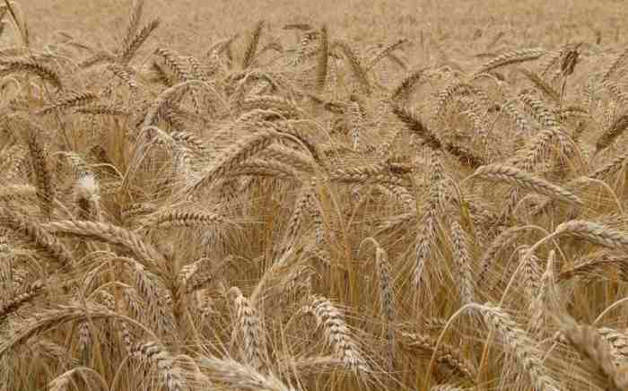 La récolte de blé du Soudan risque d'être gâchée
