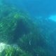 Les posidonies...Une importante ressource marine menacée d'extinction en Tunisie