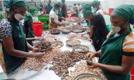 Oikocredit investit 2,7 millions d'euros dans Africa Negoce Industries pour soutenir la chaîne de valeur de la noix de cajou au Bénin