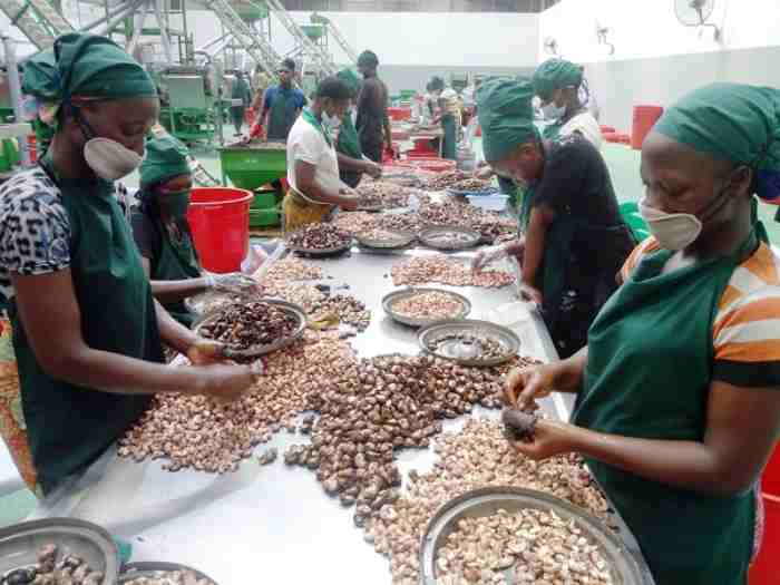Oikocredit investit 2,7 millions d'euros dans Africa Negoce Industries pour soutenir la chaîne de valeur de la noix de cajou au Bénin