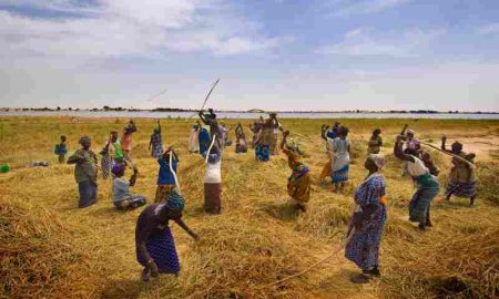 L'agriculture écologique est une aubaine pour les agriculteurs de cultures de base en Afrique