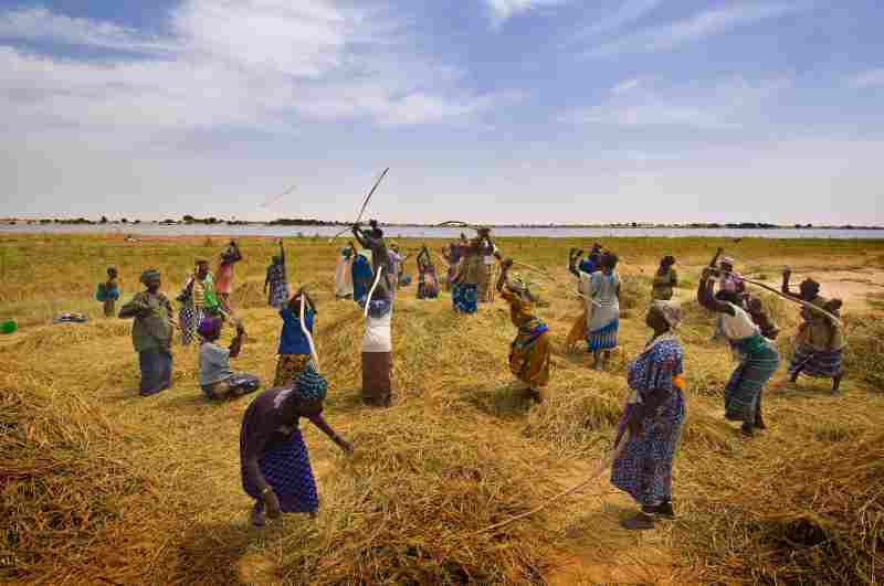 L'agriculture écologique est une aubaine pour les agriculteurs de cultures de base en Afrique