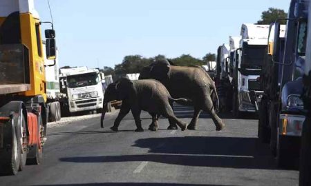 Botswana : Première enquête aérienne à grande échelle sur les éléphants