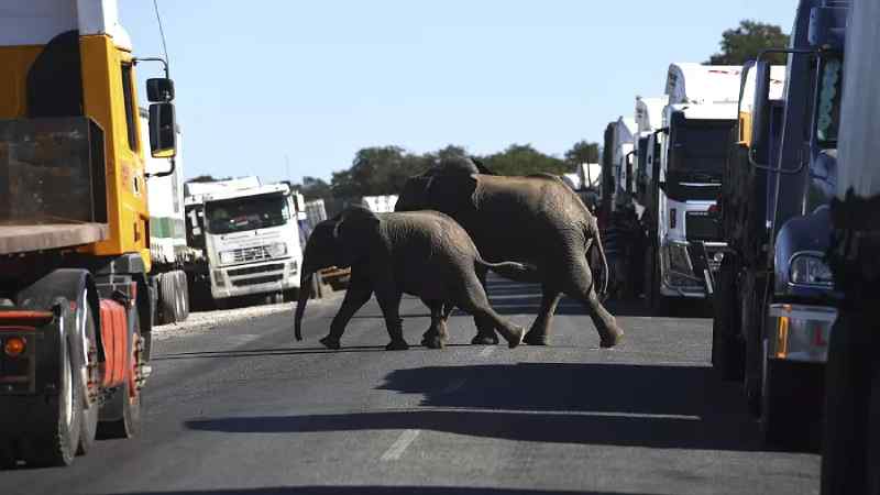 Botswana : Première enquête aérienne à grande échelle sur les éléphants