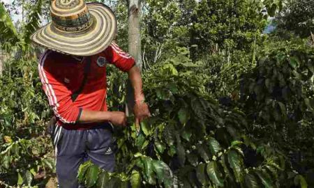 Le changement climatique inquiète les caféiculteurs tanzaniens