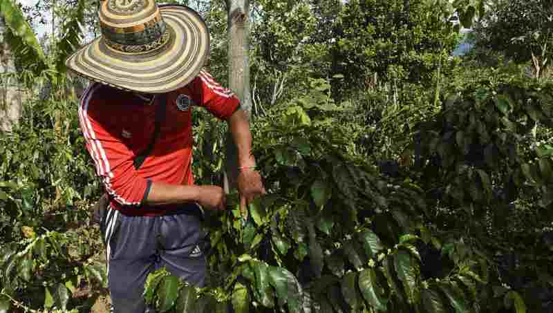 Le changement climatique inquiète les caféiculteurs tanzaniens