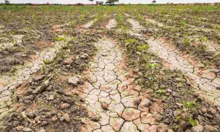 L'USAID promet 1,3 milliard de dollars pour aider la Corne de l'Afrique frappée par une grave sécheresse