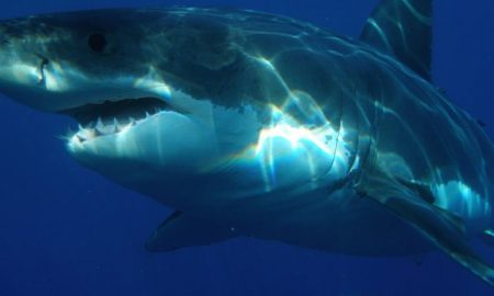 Les plages de la mer Rouge en Egypte sont fermées après la mort d'un touriste autrichien attaqué par un requin