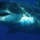 Les plages de la mer Rouge en Egypte sont fermées après la mort d'un touriste autrichien attaqué par un requin