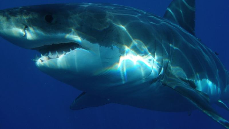 Les plages de la mer Rouge en Egypte sont fermées après la mort d'un touriste autrichien attaqué par un requin