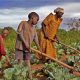 FSD Afrique s'associe à la Fondation Rabo pour financer une agriculture durable pour les petits agriculteurs africains