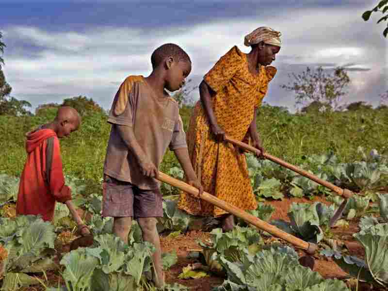 FSD Afrique s'associe à la Fondation Rabo pour financer une agriculture durable pour les petits agriculteurs africains