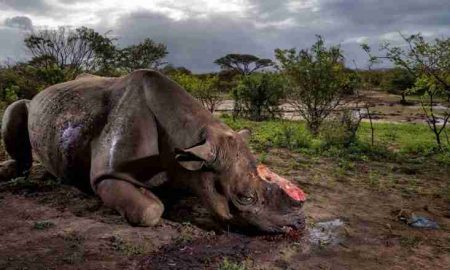 Les autorités namibiennes arrêtent 11 personnes soupçonnées d'avoir tué 11 rhinocéros