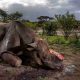 Les autorités namibiennes arrêtent 11 personnes soupçonnées d'avoir tué 11 rhinocéros