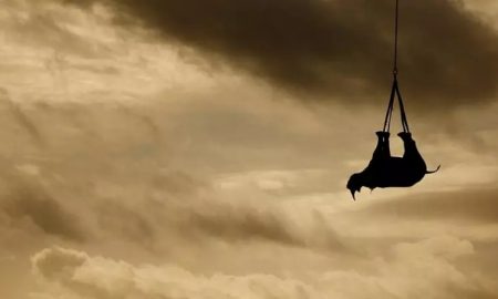 Une photographe surveille un rhinocéros suspendu dans le ciel...Que se passe-t-il ?