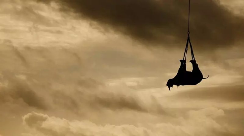 Une photographe surveille un rhinocéros suspendu dans le ciel...Que se passe-t-il ?