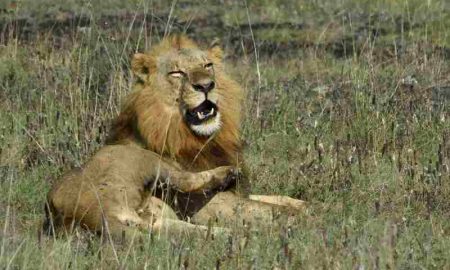 Une vidéo époustouflante d'un affrontement entre un homme et un jeune lion lors d'un safari en Afrique